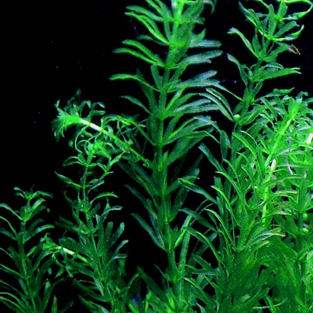 Koudwateraquarium
